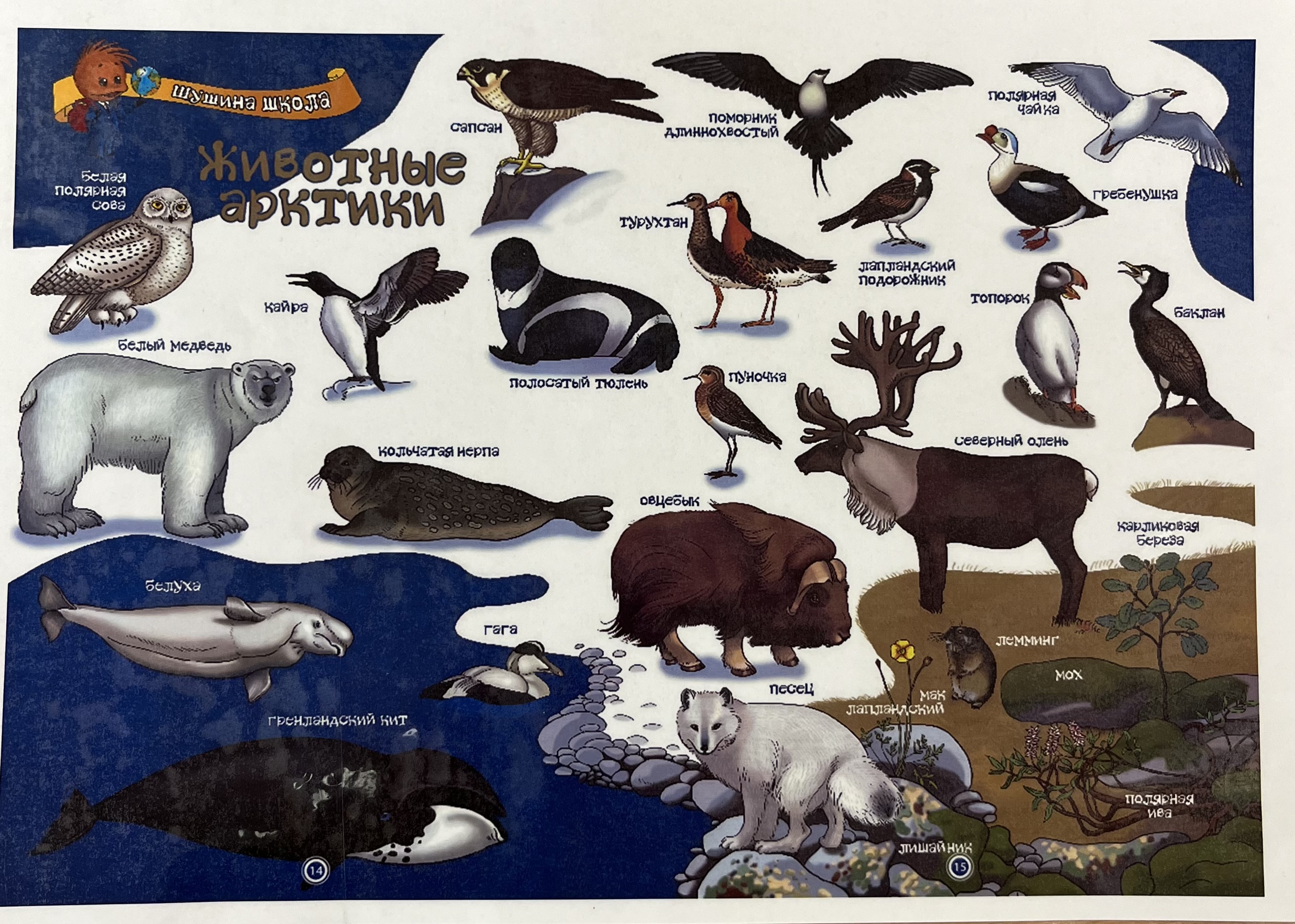Животные и птицы Арктики и Антарктики